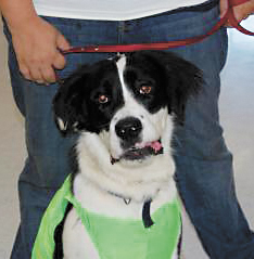 FAR dog
